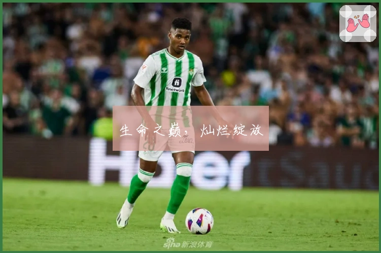 生命之巅,灿烂绽放