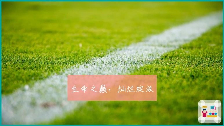 生命之巅，灿烂绽放